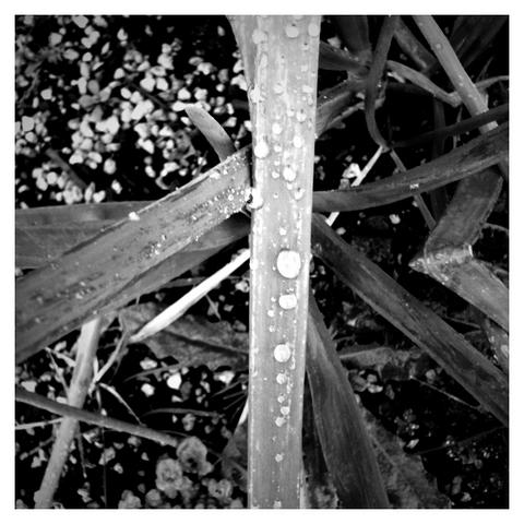black and white nature photography. Black and White Droplets